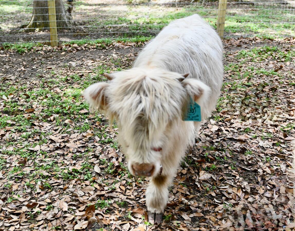 A gentle miniature Highland cow being pet by a visitor